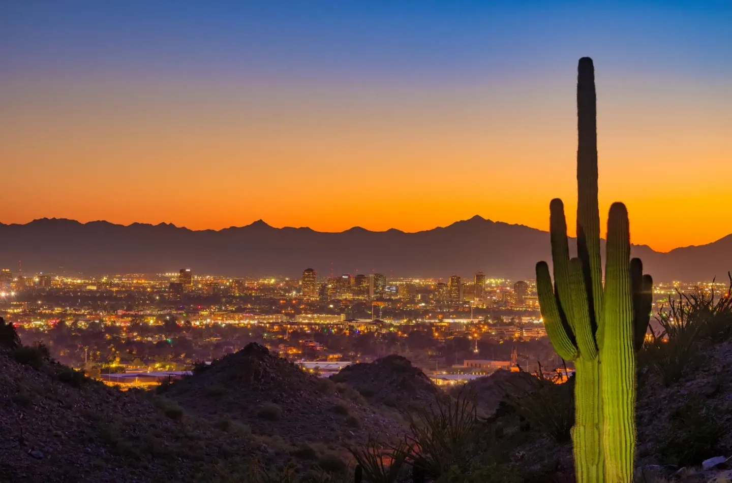 Cityscape at sunset with a large cactus in the foreground.